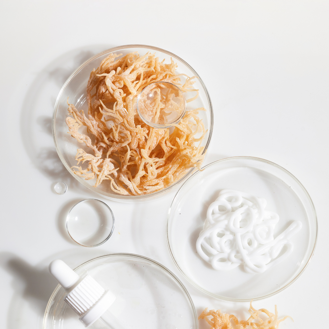 Sea Moss by Hase