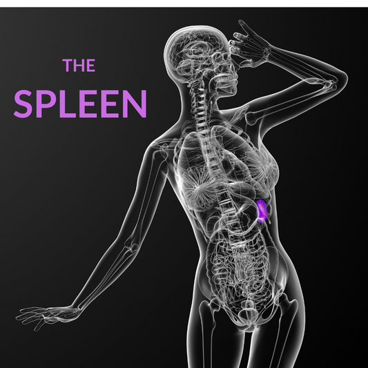 THE SPLEEN, OUR DIGESTIVE FIRE